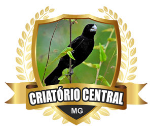Notícias | Criatório Central - Criador de Bicudo - Uberlândia/MG